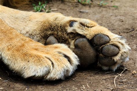 Image Result For Lion Paw Lion Paw Paw Lion