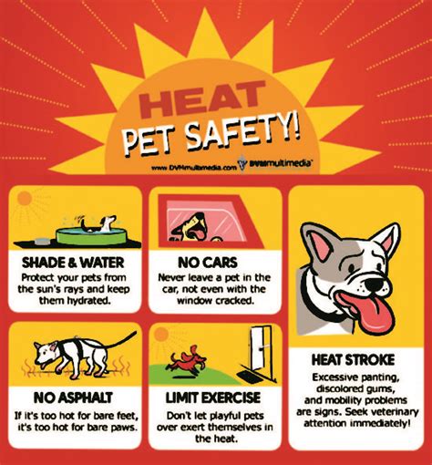 Summer Pet Safety