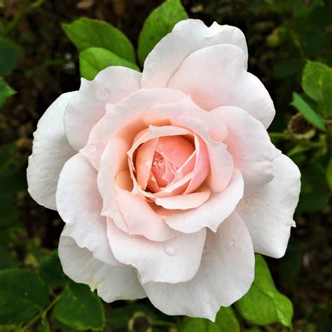 Smooth Touch® Rose Delight - Easy To Grow Bulbs