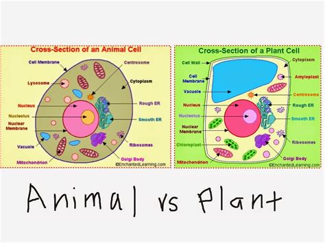 Easy Diagram Of Plant And Animal Cell Showme Biology Animal And