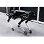 How A Real Dog Taught Robot To Walk  WIRED