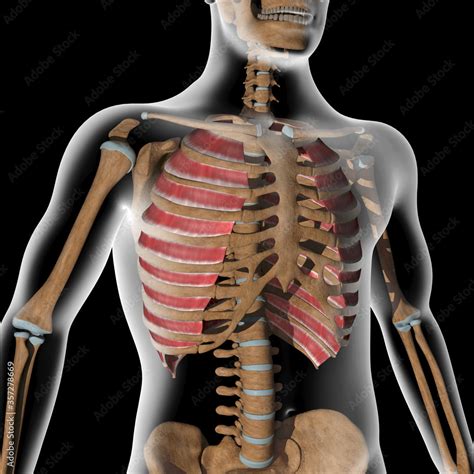 3d Illustration Of The External Intercostal Muscles On Xray Body Stock