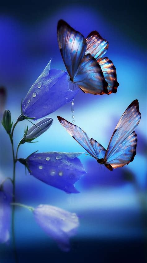 Iphone Wallpaper Flowers Butterfly Wallpaper Backgrounds Butterfly