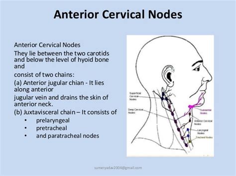 Anterior Cervical Lymph Nodes Swollen Slideshare