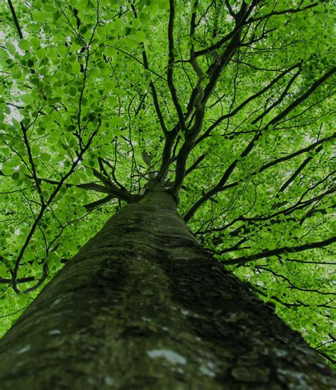 Climate Change Why The Beech Tree Boom Is Bad For Cool Forests