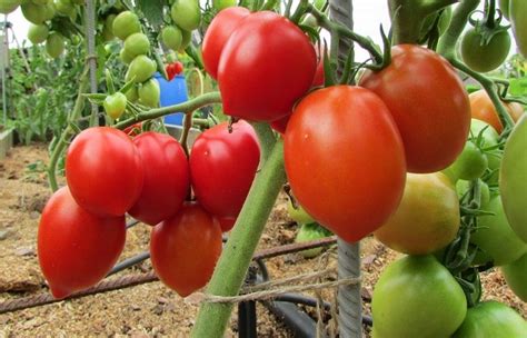 Heart Shaped Varieties Of Tomatoes With Photos And Descriptions