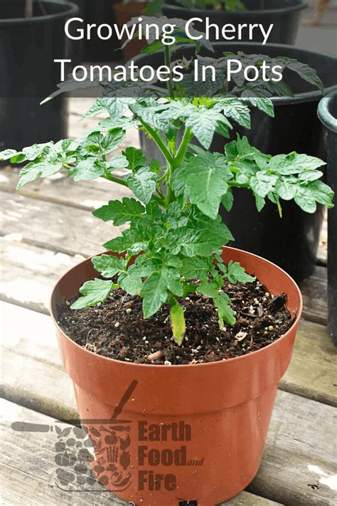 Growing Cherry Tomatoes In Pots Earth Food And Fire