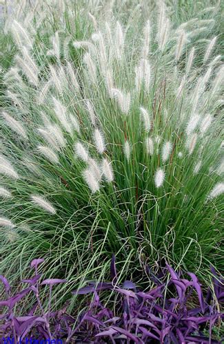 A truly miniature fountain grass, 'little bunny' stands only tall when in bloom. Little Bunny Dwarf Fountain Grass - 1 Gallon - Ornamental ...