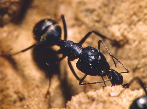 What Attracts Carpenter Ants To An Attic Space Pest