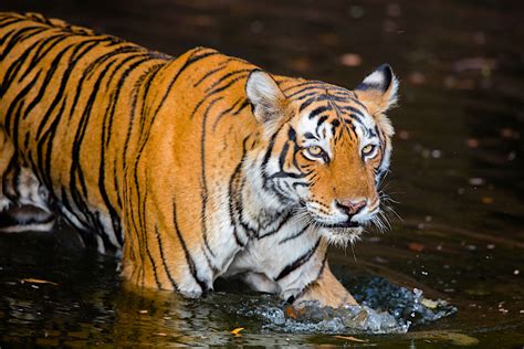 India Tigers And Colors 2020 Wild Focus Expeditions