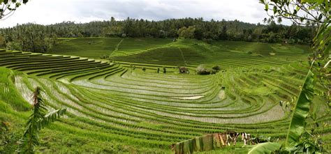 Subak Dan Keindahan Hamparan Sawah Di Bali