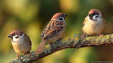 Sparrow Bird Hd Wallpaper Joss Wallpapers