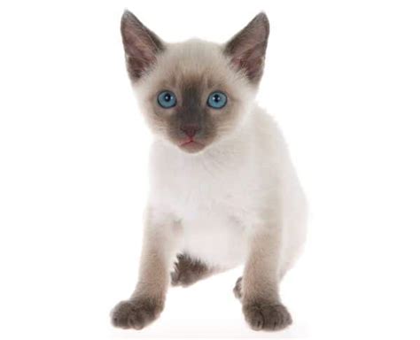 They require lots of time and attention you can also use raw lamb rib bones.chewing the raw meat off the bone is actually how carnivore. How Much Do Siamese Cats Cost? (2021 update) - Pets KB