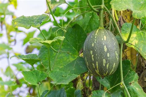What Does Winter Melon Taste Like? | Thrive Cuisine