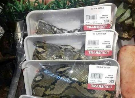 Panjang keseluruhan adalah 3 meter. Heboh Transmart menjual daging ular pithon ramai di medsos.