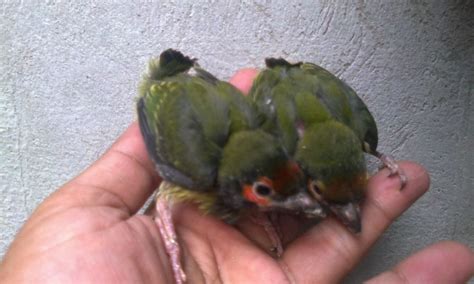 Branjangan dari daerah ini memiliki volume suara yang keras dengan bunyi yang bervariasi. Pasar Burung Lolohan