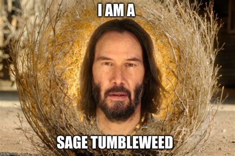 Sage Tumbleweed Imgflip