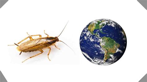 how many cockroaches are in the world unbelievable facts 2023