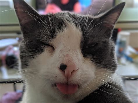 What A Blep Rblep