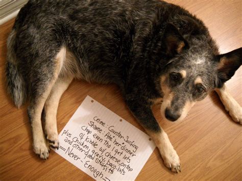 20 Bad Dogs Being Shamed With Signs Pleated Jeans