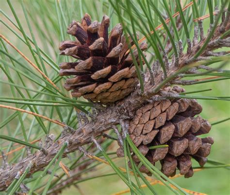 Pinus Resinosa Red Pine Description The Gymnosperm Database