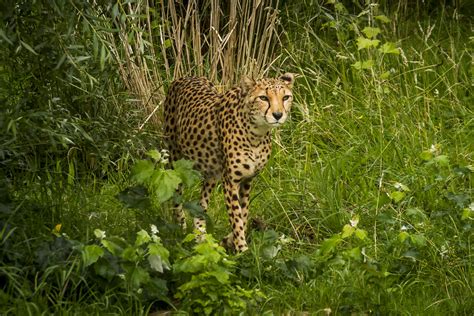 Prowling Cheetah The Big Cats Of Chester Zoo Matt Marshall Flickr