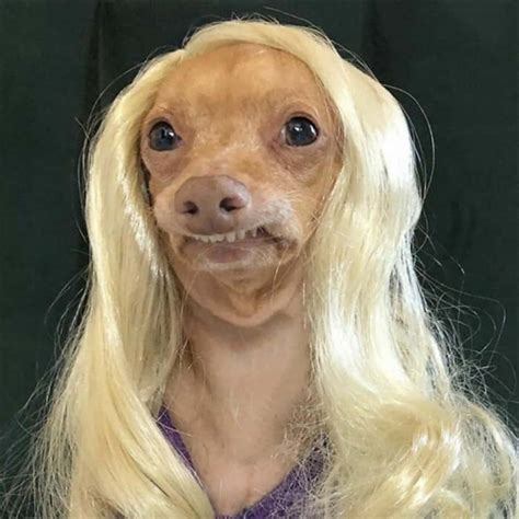 Download Funny Dog With Blonde Hair Picture