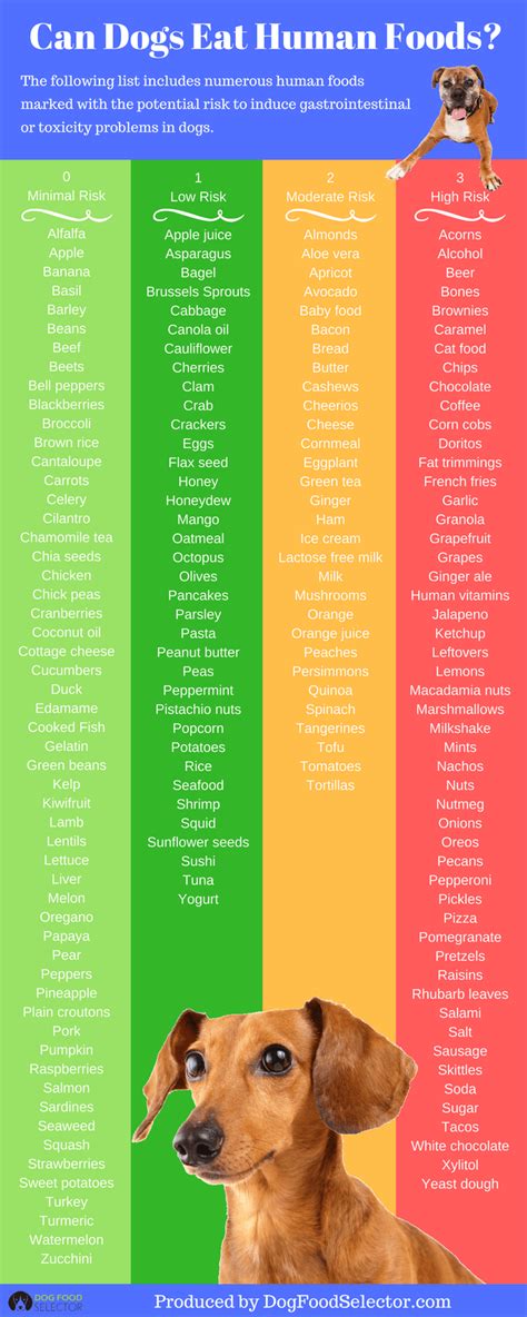 She has vomited but still does question: Just what human foods can dogs eat? | Human food for dogs ...