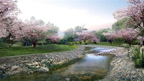 Pond With Pebbles Between Spring Pink Blossom Flowers Tree Branches
