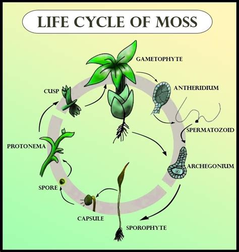 Draw A Diagram To Describe The Life Cycle Of The Moss Class 11 Biology