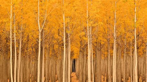 Yellow Leafed Trees Trees Fall Landscape Nature Hd Wallpaper