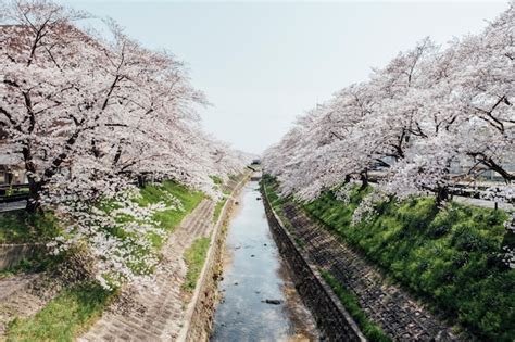Sakura Boom En Kanaal In Japan Gratis Foto