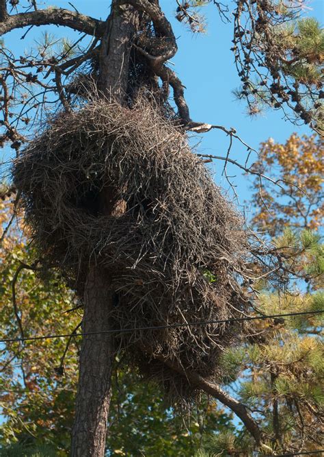 Biggest Birds Nest I Have Ever Seen Look Closely One Of The