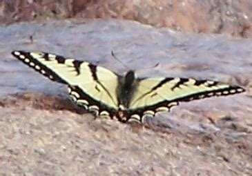 Canadian Tiger Swallowtail Papilio Canadensis Bugguide Net