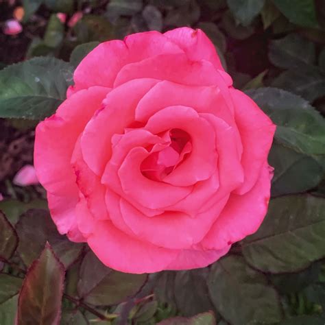 The plant farm is a local spokane nursery, growing their own plants, flowers and trees in their 30 giant greenhouses over 9 acres. 22623. Manito Park in Spokane, WA | Flowers photography ...