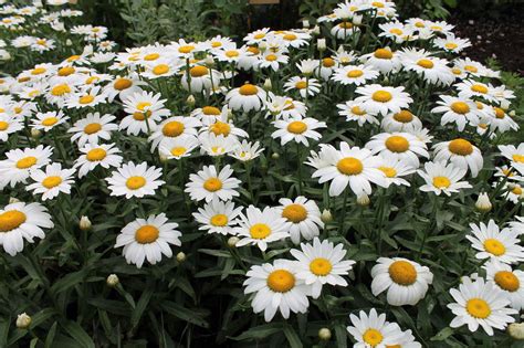 Snowcap Daisies Lincoln Landscaping Of Franklin Lakes Lincoln