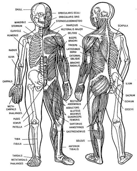This image is titled muscles of the body diagram picture and is attached to our article about 3 main muscle types in the human body. Human Musculoskeletal System Diagram | Musculoskeletal system, Muscular system, Body systems