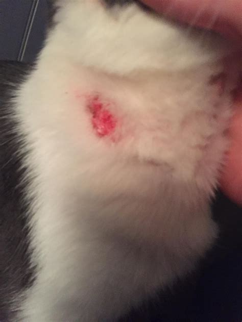 Cat Has Scabs On Neck From Fleas Sherie Sutter