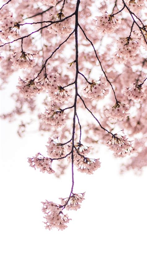 Download Wallpaper 2160x3840 Blossom Pink Flowers Tree Branch 2160p