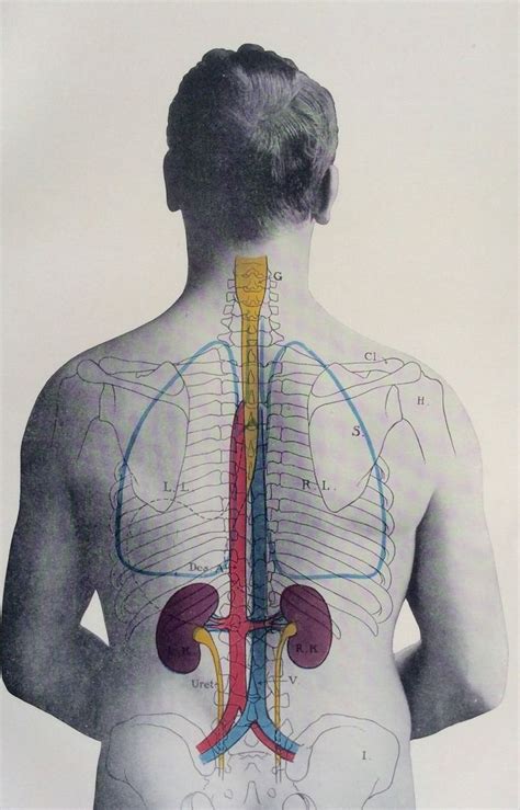 Anatomy Of Female Human Body From The Back Female Human Body Diagram