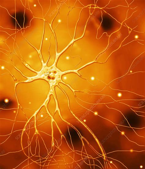 Nerve Cell Artwork Stock Image F0013295 Science Photo Library