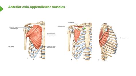Anterior Axioappendicular Muscles Anatomy Of The Shoulder Youtube