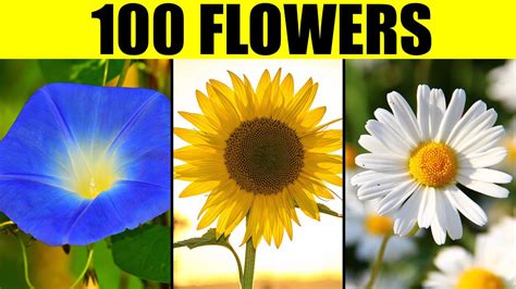 Flowers Of The World Names Of 100 Different Types Of Flowers