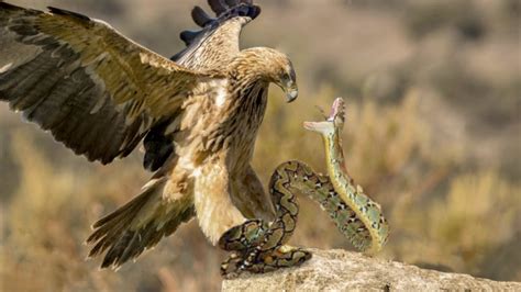 King Eagle Attacks Snake Youtube