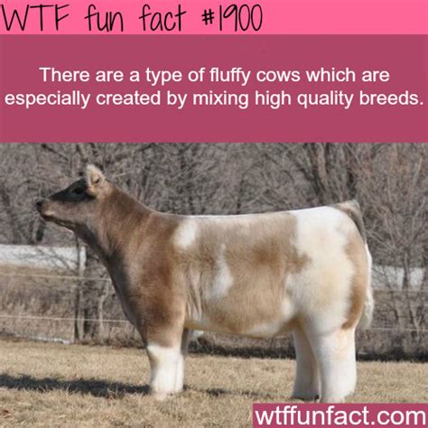 Fluffy Cows High Quality Breeds Wtf Fun Facts Fluffy Cows Animal