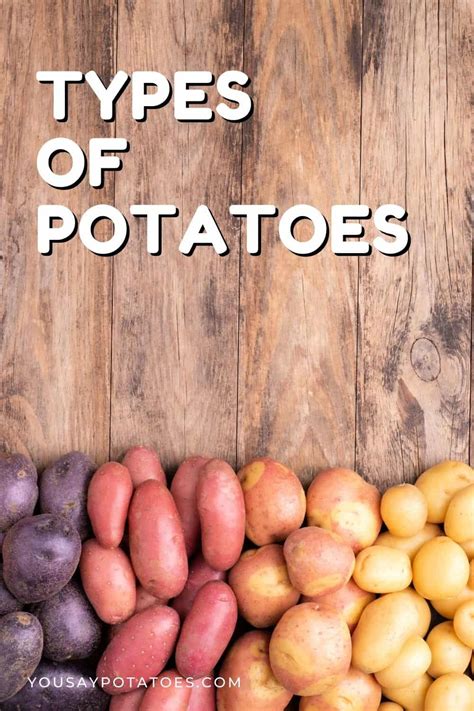 Top 20 How Many Different Types Of Potatoes Are There