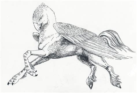 harry potter hippogriff coloring pages - Google Search | Harry potter drawings, Harry potter art