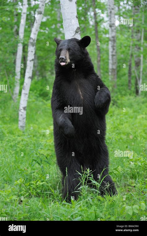 Black Bear Standing Upright On Hi Res Stock Photography And Images Alamy