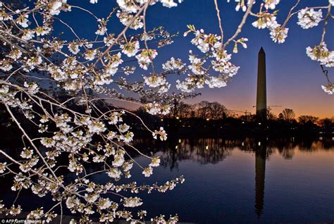 Cherry Blossoms Hit Peak Bloom In Washington Dc Daily Mail Online