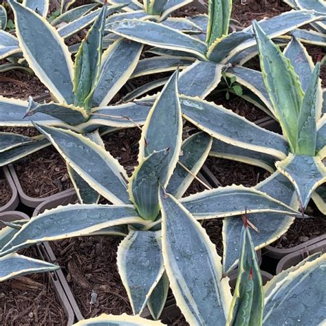 Agave Americana Variegata Big Plant Nursery